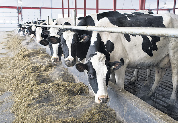 La vache Canadienne : la seule race laitière développée en Amérique du Nord  - La Terre de chez nous