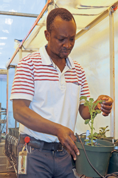 Bourlaye Fofana surveille la croissance de plants de pommes de terre dans la serre de la ferme expérimentale d’AAC, à l’Île-du-Prince-Édouard.