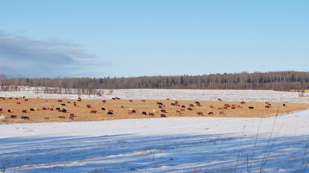 Chez Écoboeuf, la période de pâturage des bouvillons s’étend généralement jusqu’au mois de novembre. © Photos : Gracieuseté de la ferme Écobeuf