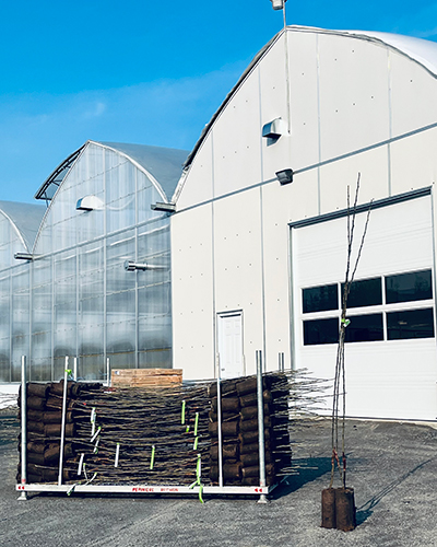 À la base, l’idée de construire des serres à sa pépinière émerge d’une volonté de produire plus facilement au Québec des pommiers développés aux États-Unis qui ont la propriété d’être résistants au feu bactérien, un ravageur qui peut causer des dommages importants dans les vergers. Photo : Gracieuseté de Jean-Marc Rochon