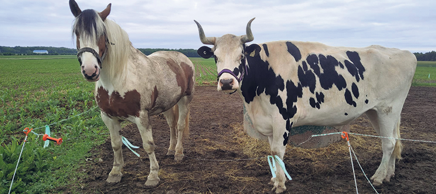 Le cheval et le bœuf de Kelly Landry, qui sont dans une pension dans Chaudière-Appalaches, iront rejoindre leur propriétaire en Alberta cet automne.