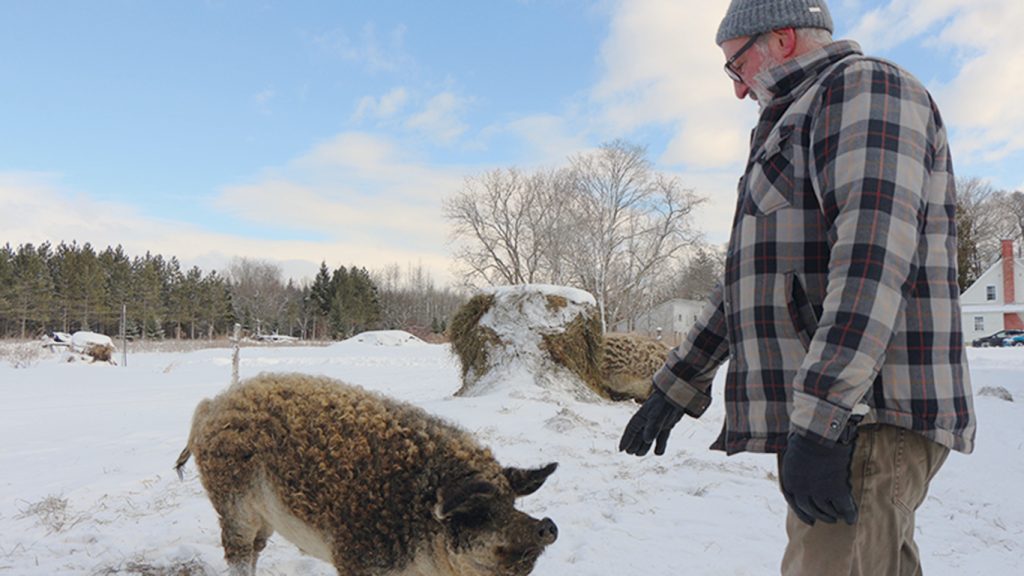 Les cochons Mangalitza ont un pelage laineux qui se rapproche de celui des moutons. Photo : Patricia Blackburn / TCN