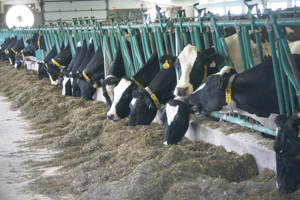 Selon les experts, les applications de l’IA dans les domaines de l’agriculture et de l’agroalimentaire à travers le monde vont progresser de plus de 22 % par année d’ici 2030. Photo : Archives/TCN