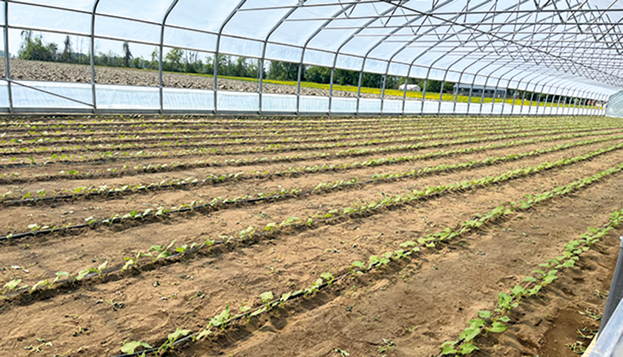 Les derniers haricots sortiront des serres autour de la Saint-Jean-Baptiste.