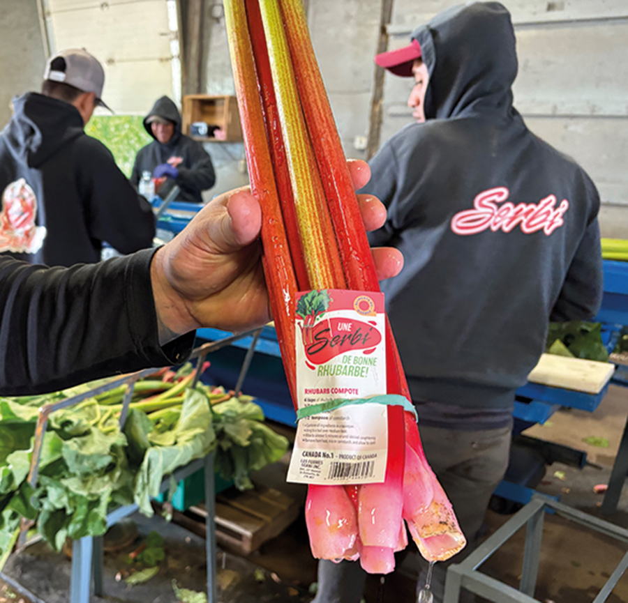 La production de rhubarbes aux Fermes Serbi requiert beaucoup de main-d’œuvre, puisque tout est fait à la main, des récoltes jusqu’à l’emballage.