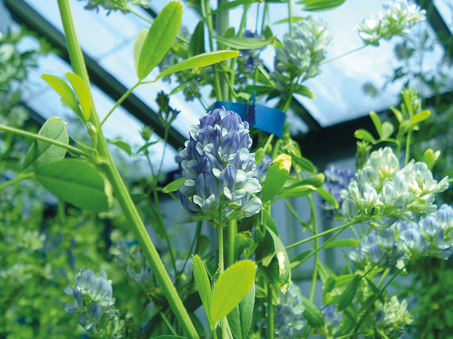 Les équipes d’Agriculture et Agroalimentaire Canada travaillent d’arrache-pied pour rendre la luzerne encore plus performante, du point de vue tant nutritionnel qu’environnemental. Photo : Gracieuseté d’Annie Claessens