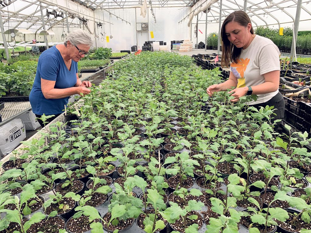 Liliane Beaupré et Sarah prévoient utiliser la serre cet hiver pour prolonger la période de production.
