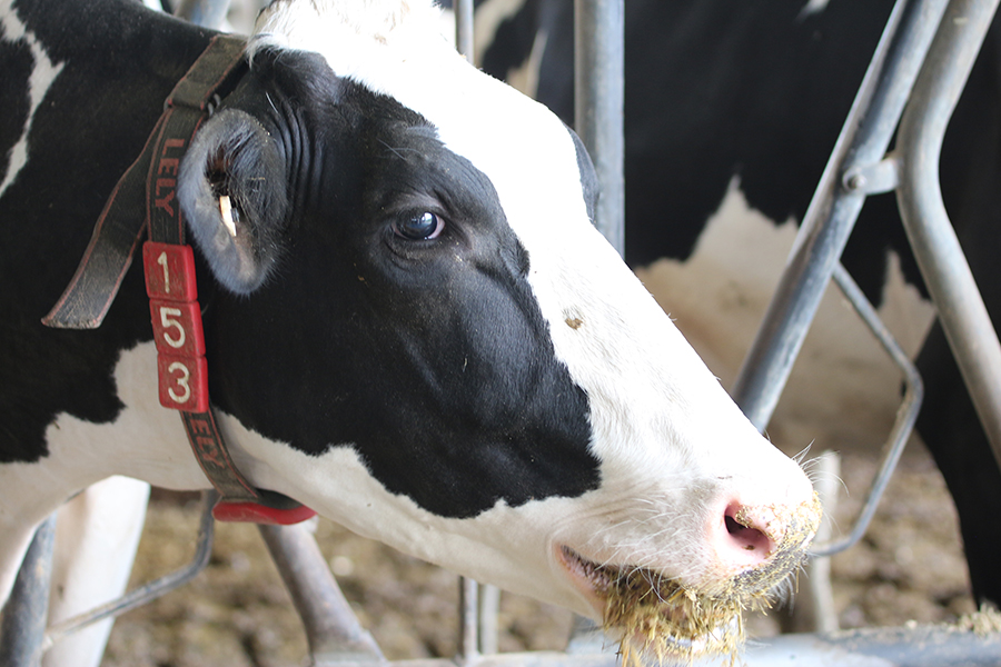 « On n’a pas vraiment un troupeau avec la meilleure génétique, mais on mise sur la quantité totale de lait produit », mentionne M. Poirier.