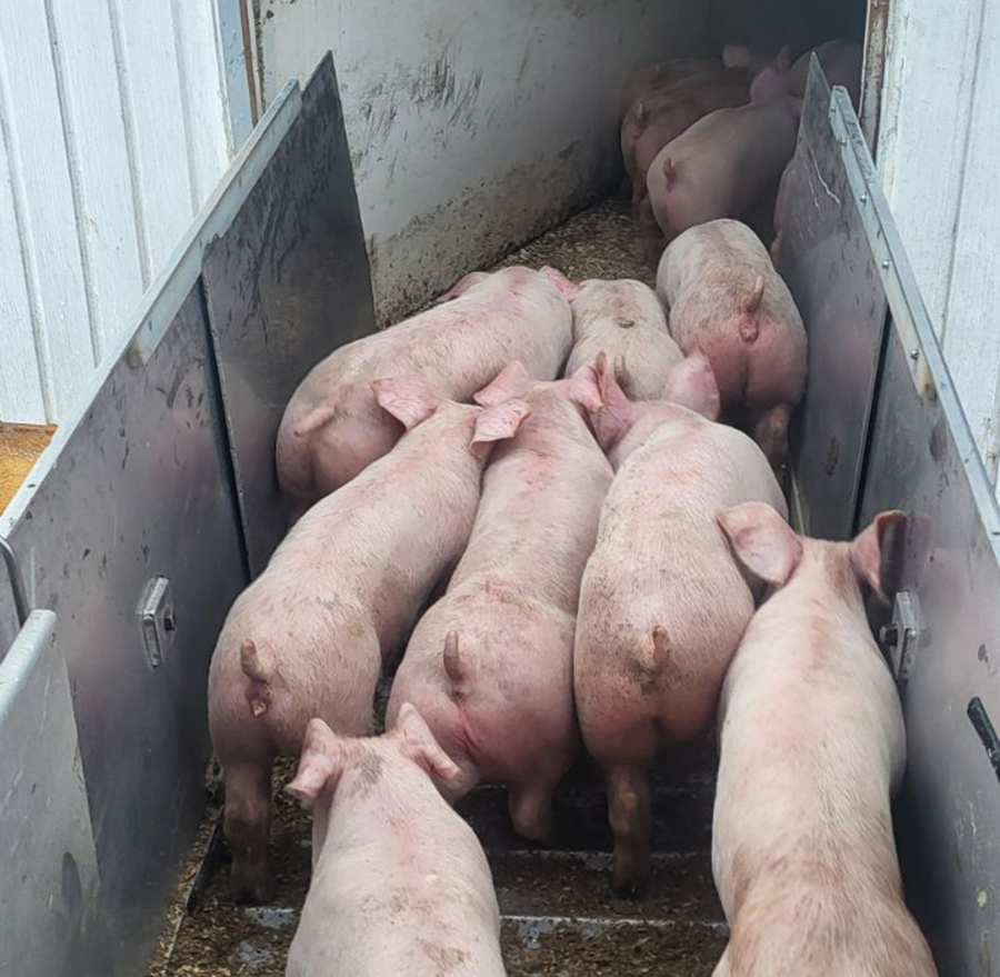 Certaines dispositions du règlement fédéral encadrant le transport des porcs gagneraient à être précisées pour éviter une application à géométrie variable d’un inspecteur à l’autre, estiment Les Éleveurs de porcs du Québec. Photo : Archives/TCN