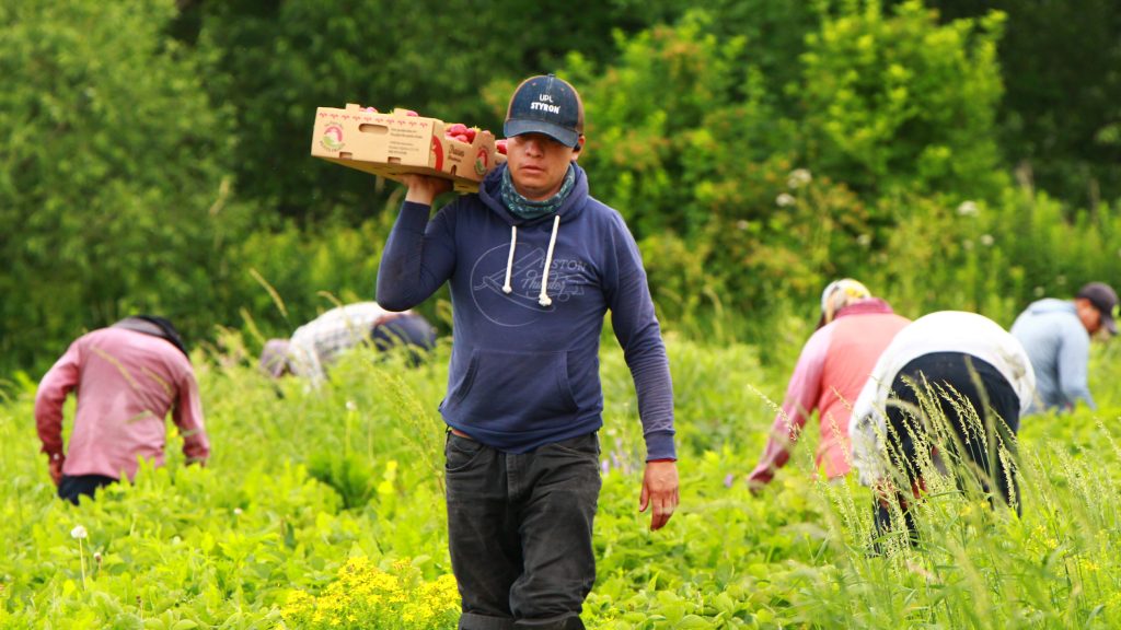 Entre 2021 et 2025, l’équipe de travailleurs étrangers temporaires a été augmentée de 15 à 20 employés à la ferme Au pays des petits fruits de Mirabel.