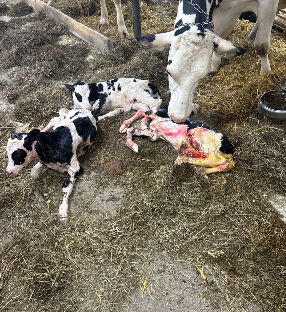 Les trois génisses sont nées le 4 juillet, avec l’aide d’un vétérinaire. Elles sont en pleine santé et leur mère aussi. Photo : Gracieuseté de Mélanie Tremblay
