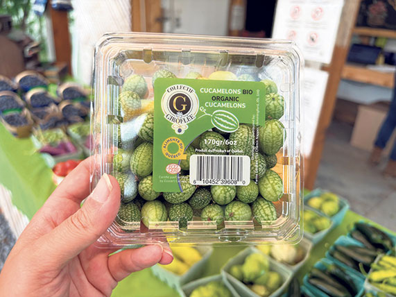 Le cucamelon