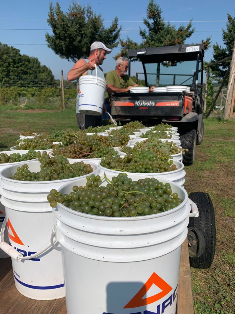 À Brigham, en Estrie, David Pollender (à gauche) témoigne d’une « superbe récolte », surtout sur le plan de la qualité des fruits. Photo : Gracieuseté du Vignoble du PicBois