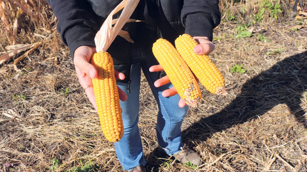 L’épi de maïs-grain de gauche, plus gros, a pourtant reçu une moindre dose d’azote que les épis de droite, soit 40 kg de moins par hectare en post-levée par rapport à la dose recommandée.