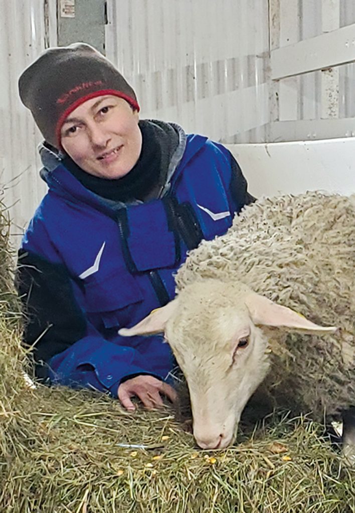 Anie Stebenne fait elle aussi face au défi de vendre ses agneaux au même prix que les autres à l’encan de l’agneau léger, où il n’y a pas de catégorie biologique. Photo : Archives/Gracieuseté d’Anie Stebenne