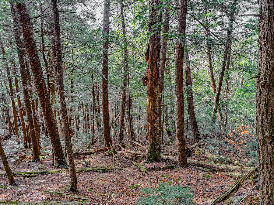 Le plan d’aménagement forestier bonifié, qui inclut des informations sur les milieux humides, les écosystèmes forestiers exceptionnels et les espèces en situation précaire, est un exemple d’outils développés pour favoriser la connectivité. Photo : Gracieuseté de Vincent Miville/FPFQ