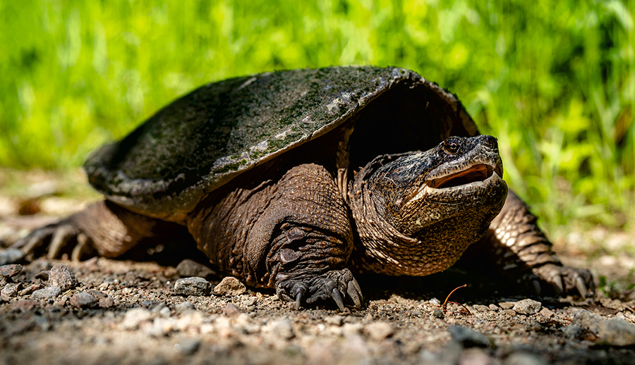 La connectivité écologique est la capacité pour les espèces fauniques et floristiques de se déplacer et de se disperser sur le territoire. Photo : Gracieuseté de CNC