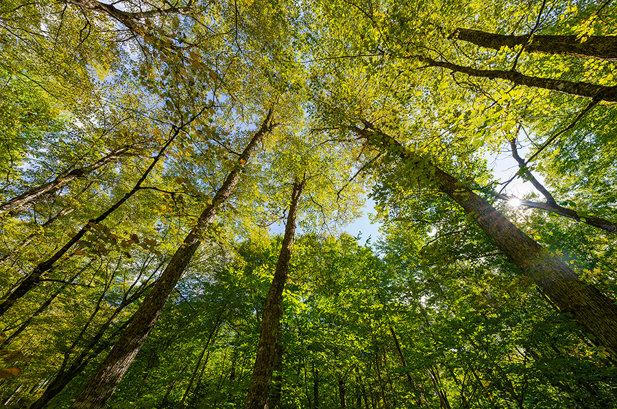 Le maintien des corridors écologiques est un enjeu qui, plus que jamais, rallie un nombre grandissant d’acteurs de tous les horizons. Photo : Gracieuseté de Charles-Philippe Tremblay-Bégin/FPFQ
