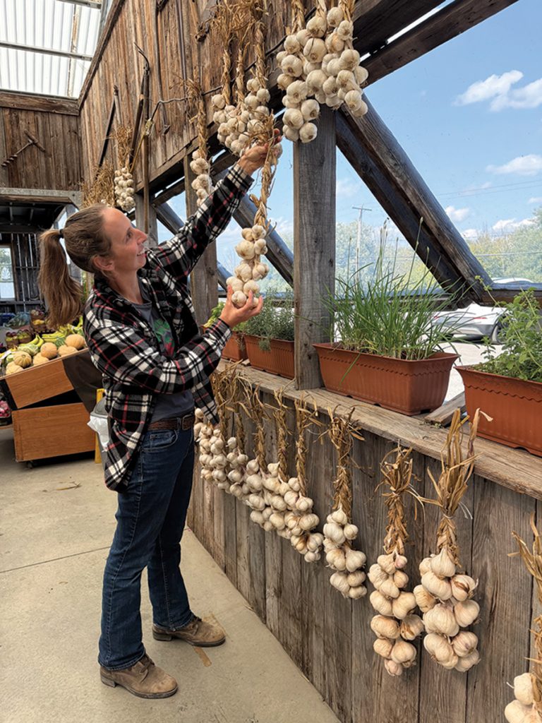 La production d’ail fait partie des cultures principales à la Ferme Cormier.