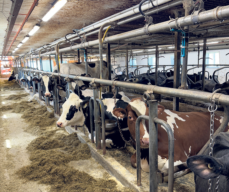 Quelques races, dont la Holstein et la Suisse brune, composent le troupeau de la Ferme Lilogru.