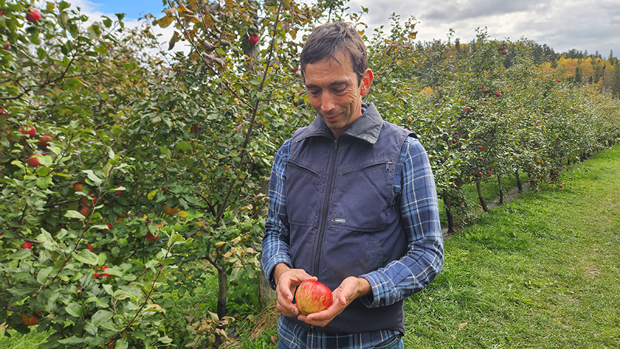 Napesh Lapointe a fait plusieurs essais et erreurs avec différentes variétés de pommes pour trouver celles qui s’adaptaient le mieux au climat nordique.