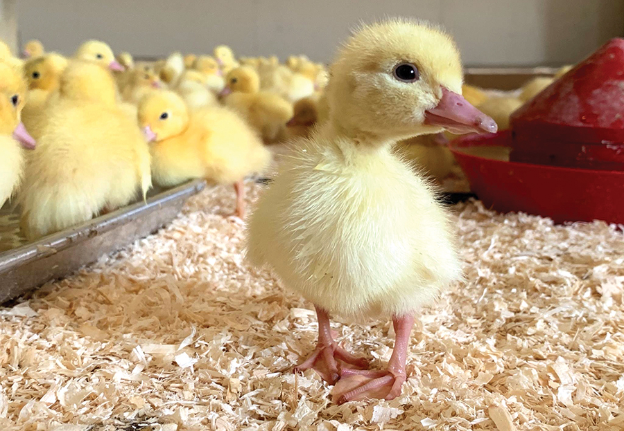 Après une absence de deux ans, les canards de Barbarie ont retrouvé leurs quartiers à la ferme depuis 2024, mais ils sont moins nombreux. Photo : Gracieuseté de Canard du village