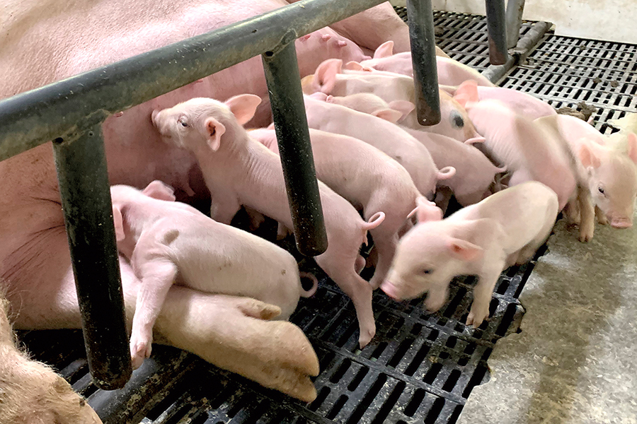 La maladie peut affecter les animaux de tous âges, mais particulièrement les porcelets sous les mères en causant entre 50 et 100 % de mortalités. Photo : Archives/TCN