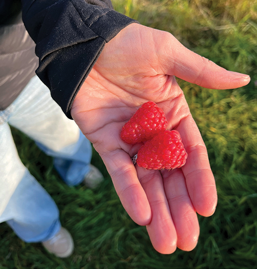 Comparativement aux plants du même cultivar de Tulameen qui poussent en champ, vivaces, juste à côté, les framboisiers qui sont sous les parapluies seraient de 4 à 5 fois plus productifs.
