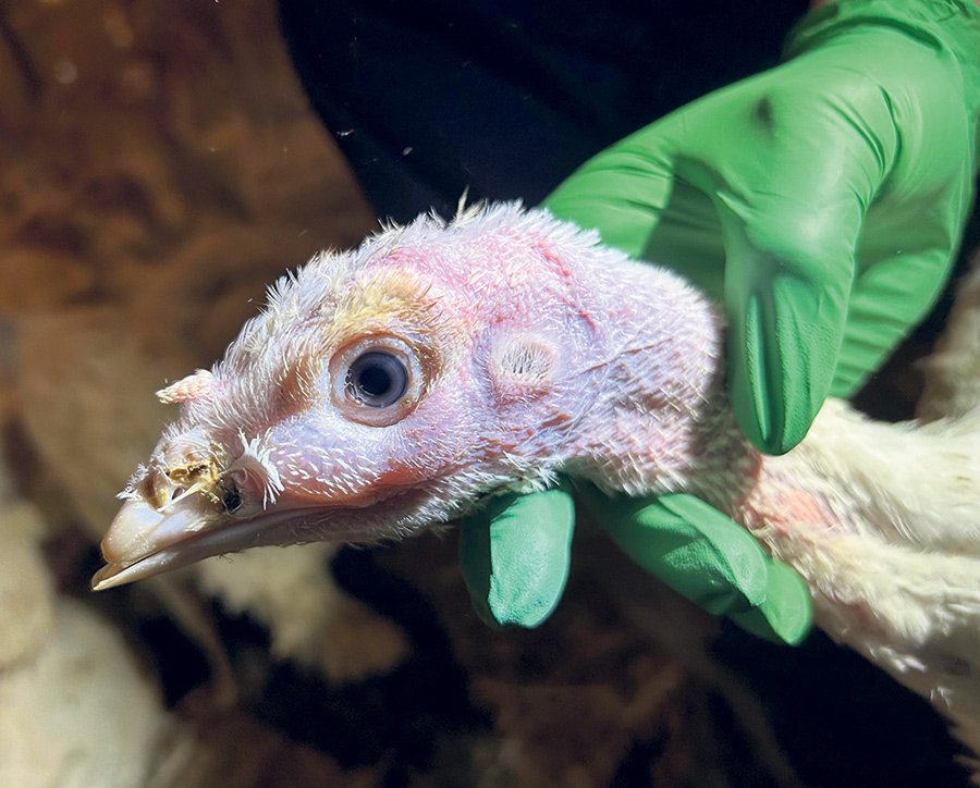 Le métapneumovirus aviaire peut se manifester par le gonflement des sinus.