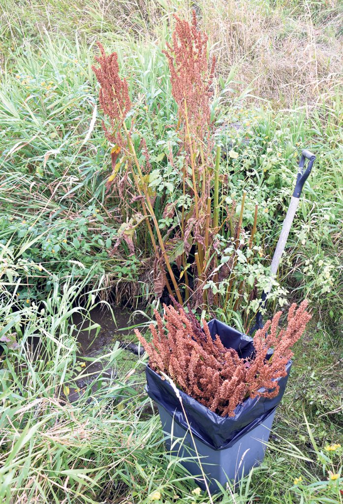 Une fois rendus au stade de graines brunes, les plants de patience crépue doivent être minutieusement enlevés puis mis dans un contenant avant d’être brûlés.