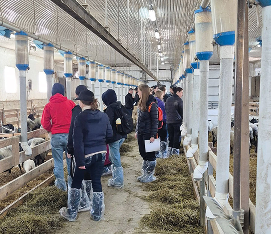 Pierre-Luc Faucher et Pascale Maheu de la Bergerie InnOvin, à Saint-Joseph-de-Beauce, sont des gens généreux, curieux, et des producteurs d’élite. Ils ont passé un bel avant-midi avec deux groupes du programme d’agronomie de l’Université Laval. Des étudiants de première année sont venus y découvrir la production ovine.