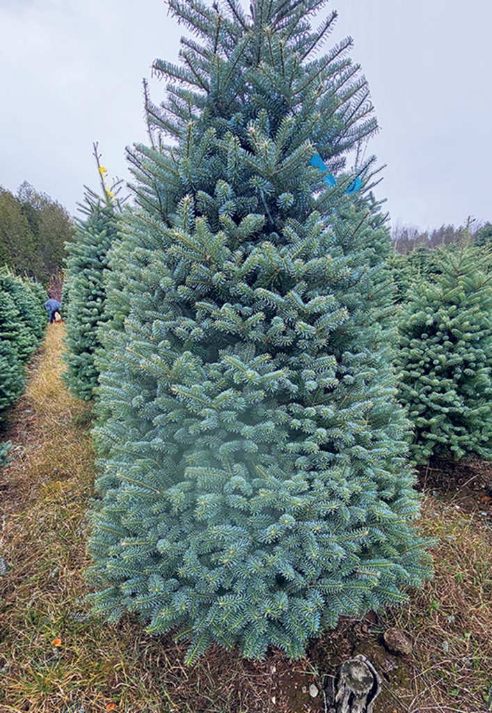 Sur le plan esthétique, le sapin coréen lasiocarpa se distingue par sa couleur bleutée.