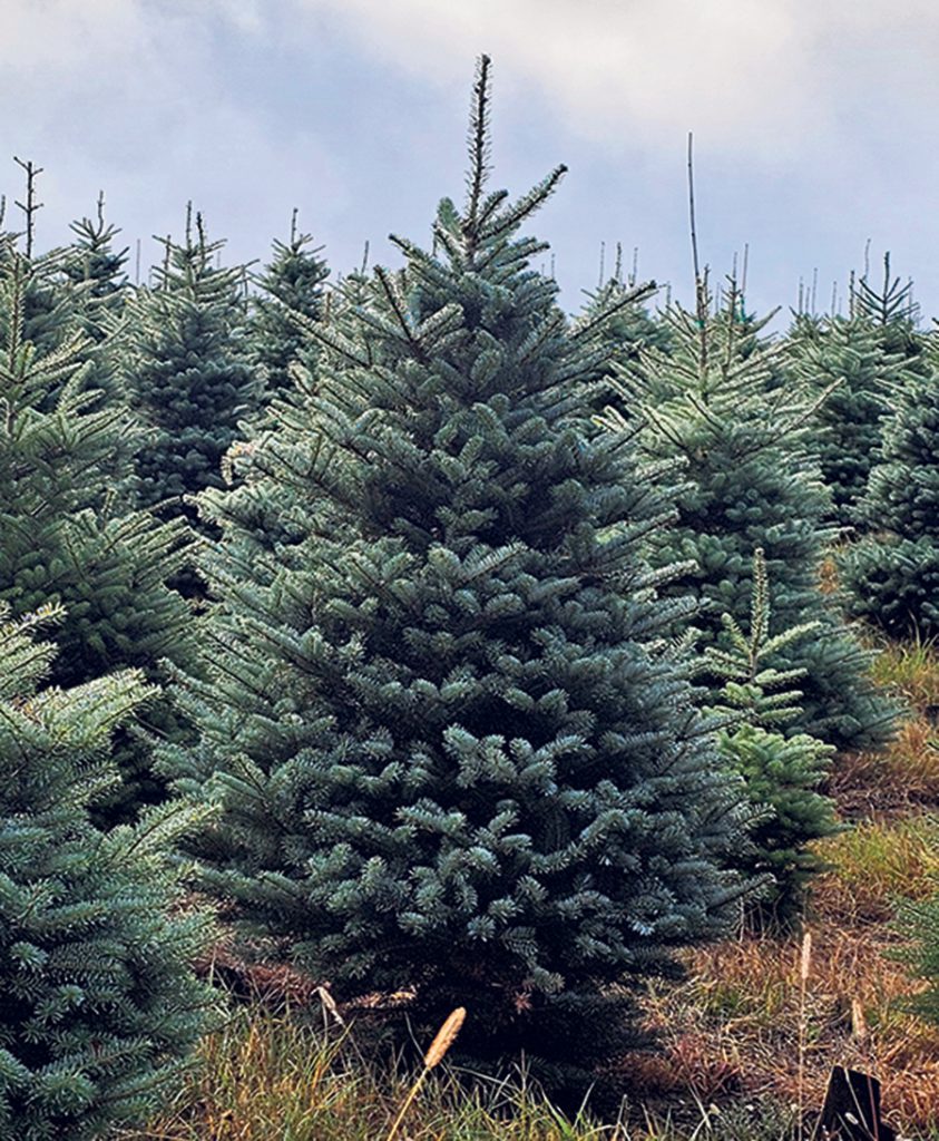 Le sapin coréen baumier est appelé à prendre une place grandissante au Québec et ailleurs.