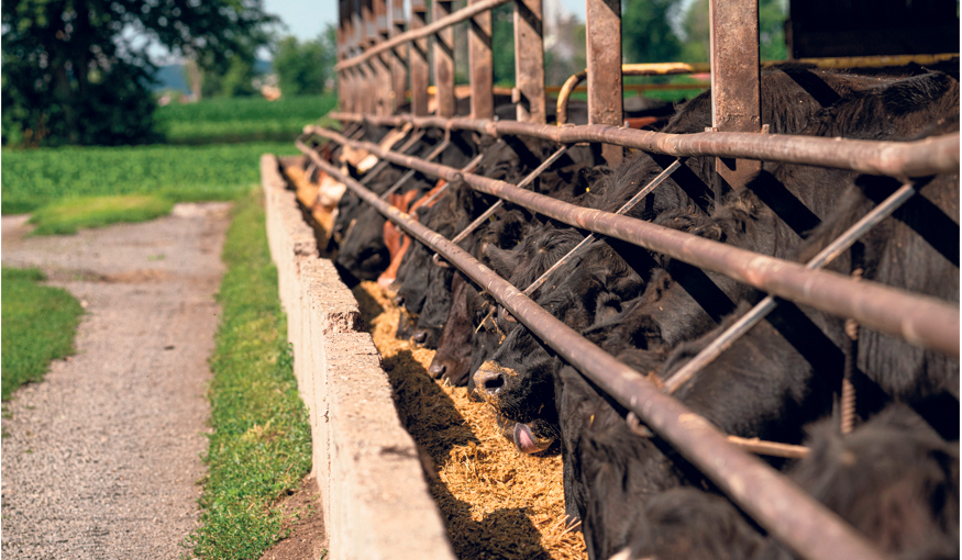 Les plans alimentaires des bouvillons d’abattage comportent une part non négligeable de coproduits. Photo : Gracieuseté d’OptiBoeuf