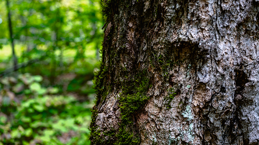La possibilité de récolte forestière constitue le volume de bois qu’il est permis de prélever chaque année de façon durable dans une zone donnée. Photo : Charles-Philippe Tremblay-Bégin