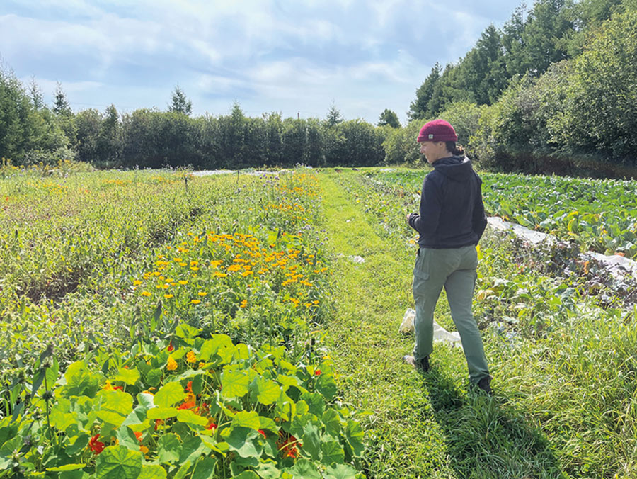 La coopérative produit 40 variétés de légumes et herbes biologiques, qu’elle distribue sous forme de paniers hebdomadaires à 150 abonnés.