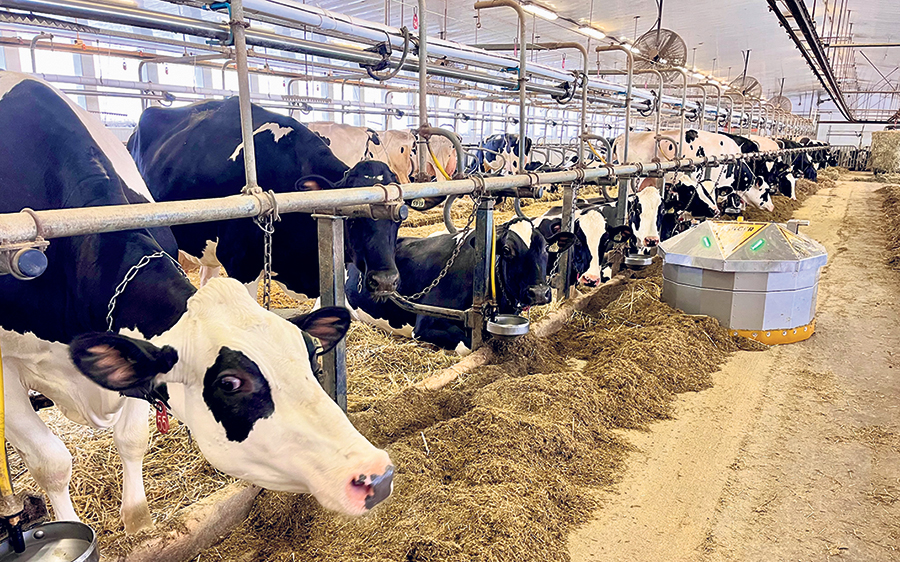 L’étable abrite 260 vaches Holsteins, dont 110 en lactation.