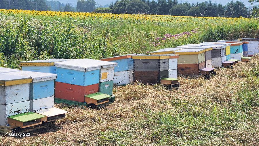 Le nouveau supplément alimentaire de l’entreprise Oligofeed pourrait être servi aux abeilles de l’entreprise Miel Fontaine, en Estrie, dès l’ouverture des ruches, ce printemps. Photo : Gracieuseté de Miel Fontaine