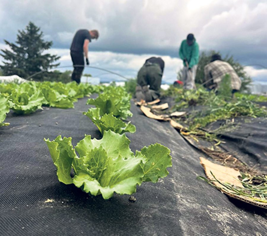Plus de la moitié des récoltes du jardin de l’organisme (14 000 kg de légumes en 2025) est remise à la banque alimentaire Moisson Saguenay–Lac-Saint-Jean. Photo : Gracieuseté de Solidar