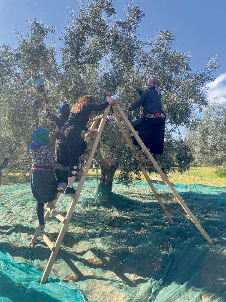 Caroline Breton a aussi participé à la récolte des olives. Photo : Gracieuseté de Caroline Breton