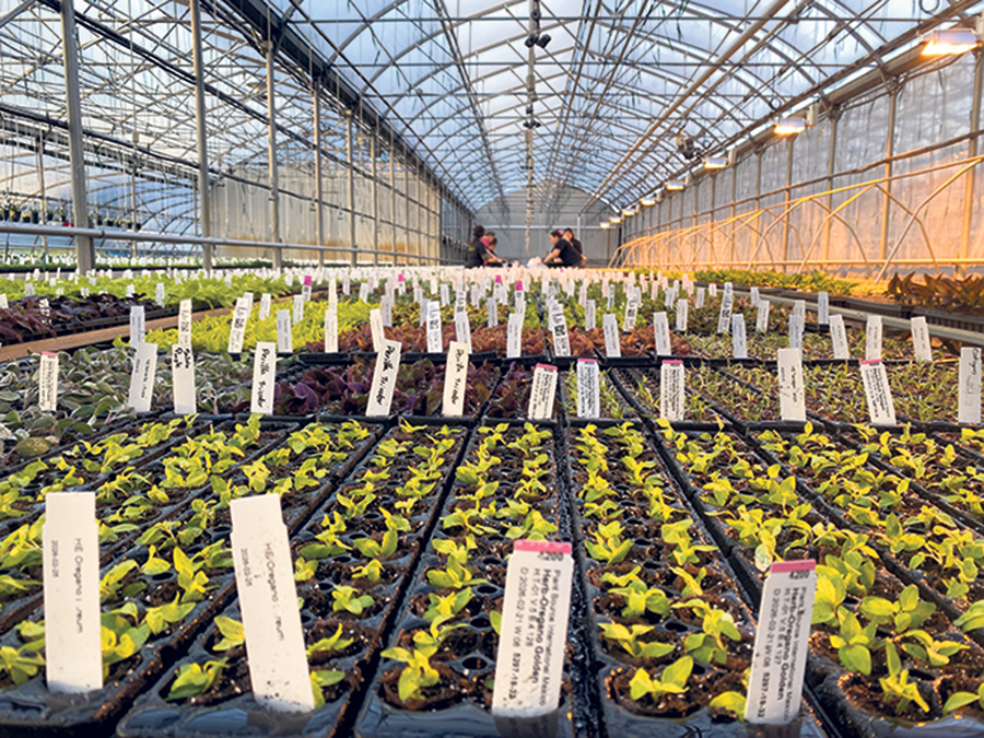 Une dizaine d’employés chouchoutent déjà les plants des Serres Gallichan. Ils seront bientôt une vingtaine pour accueillir les clients dans une vaste jungle luxuriante.