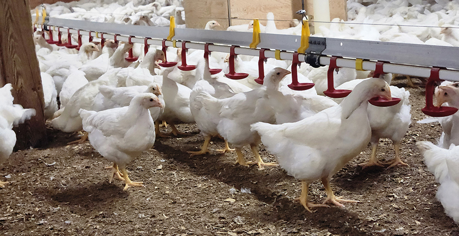 Les poules reproductrices issues de cette nouvelle génétique sud-américaine sont plus agressives pour l’accès à la nourriture et à l’eau, en plus d’avoir un besoin d’espace plus grand que l’ancienne race, ce qui demande des paramètres d’élevage différents.