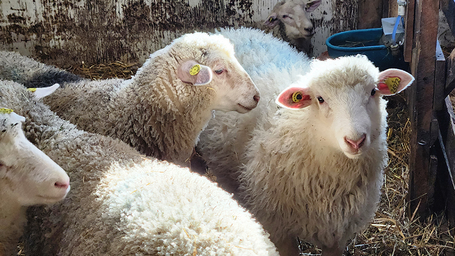 Fabien Dion-Bourbonnais s’est tourné vers les moutons, un ruminant « plus facile à manœuvrer qu’une vache », ce qui est un avantage puisqu’il prévoit gérer son entreprise seul. Photo : Patricia Blackburn/TCN