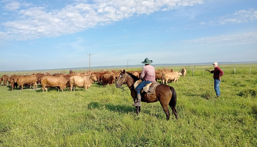 Le bétail de La Blanca supporte le climat tropical du Paraguay et donne une viande qui serait de qualité comparable à celle des Angus élevés dans la Pampa (plaine) tempérée de l’Argentine.