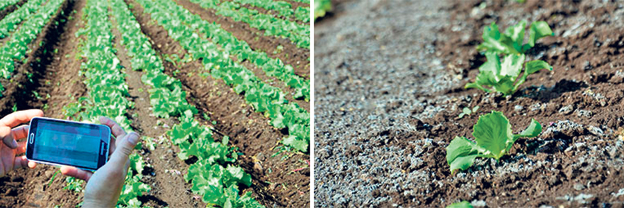 M. Cloutier tente de réduire son travail de sol pour d’autres cultures en utilisant des planches permanentes pour la laitue. Photos : Gracieuseté de Delfland