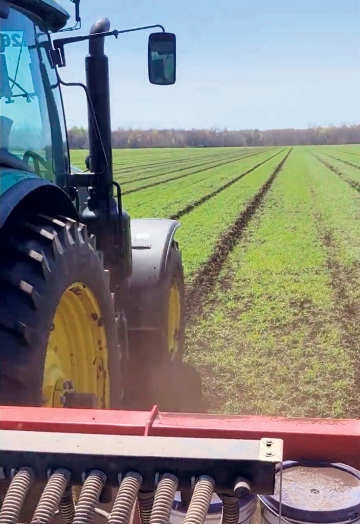 La ferme Delfland a développé une technique de semis direct d’oignons sur du seigle d’automne vivant. Photo : Gracieuseté de Guillaume Cloutier