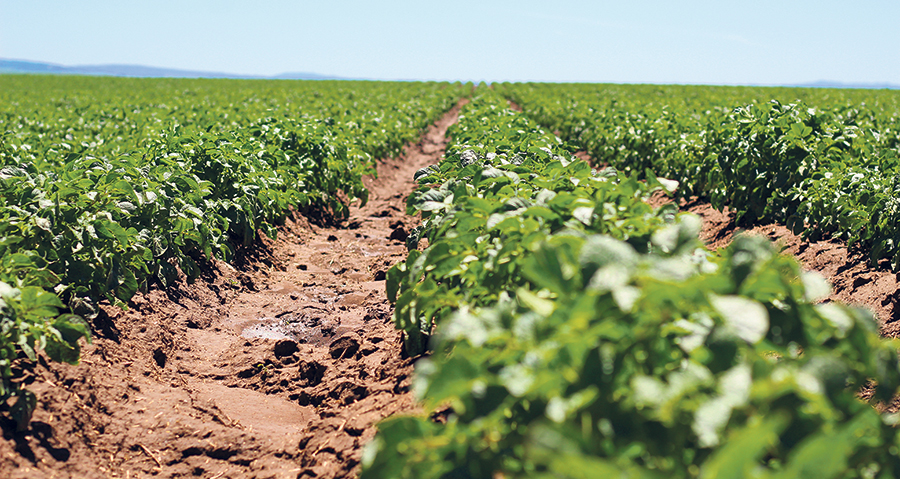 Aux États-Unis, les bonnes récoltes en Idaho (+2,33 %) ont entraîné un surplus. Photo : © Shutterstock/Lance Fisher