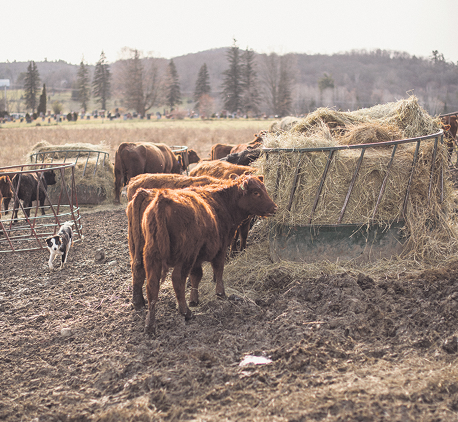 Après la saison de pâturage, la ferme utilise un système de pâturage sur balles rondes (bale grazing) durant le mois de décembre. Photo : Shawn Moreton