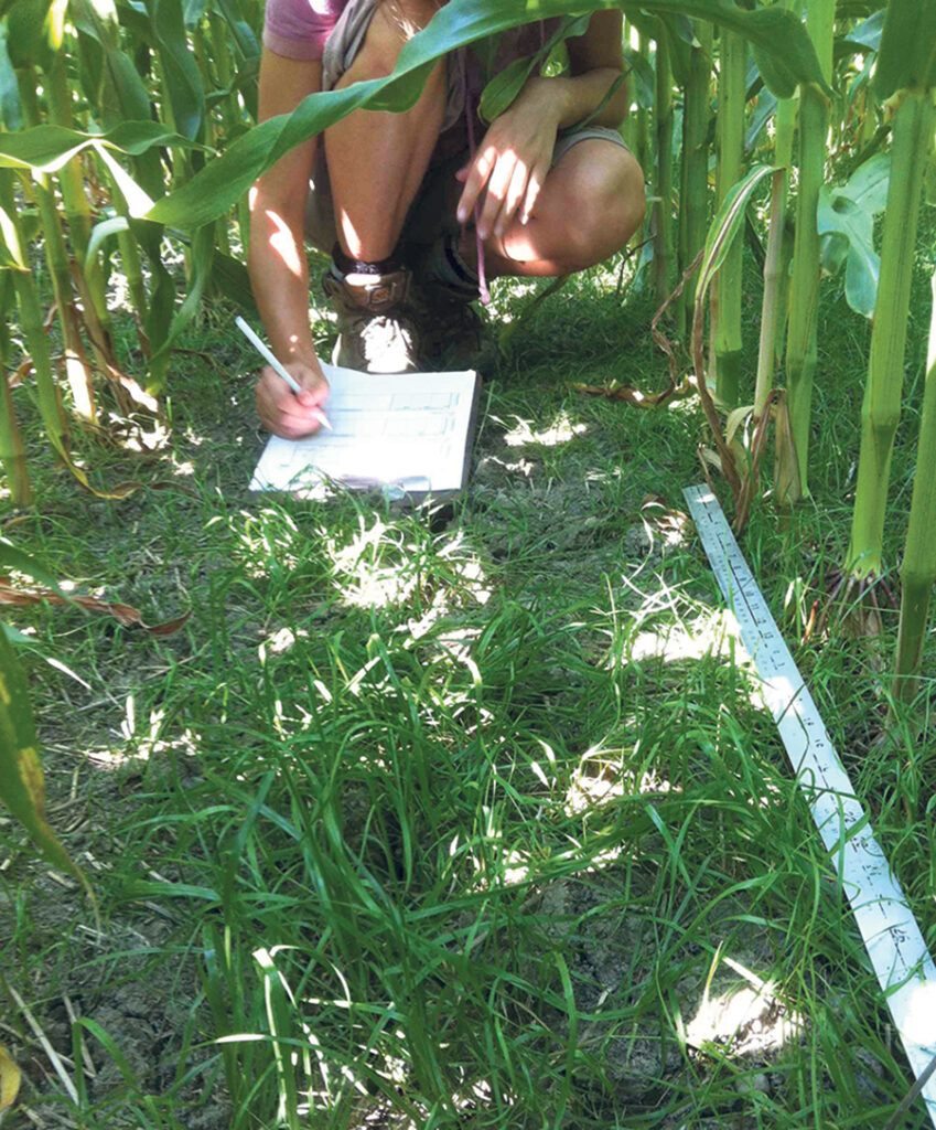 Pour ajuster la dose d’azote, les observations des producteurs, les suivis des agronomes et les plus récents résultats de recherche sont combinés pour trouver des indicateurs à la fois scientifiquement valides et pratiques à établir sur le terrain.