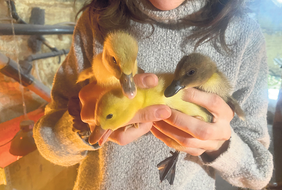 Une semaine après leur naissance, ces canetons ont déjà doublé de taille. Photo : Émilie Parent-Bouchard